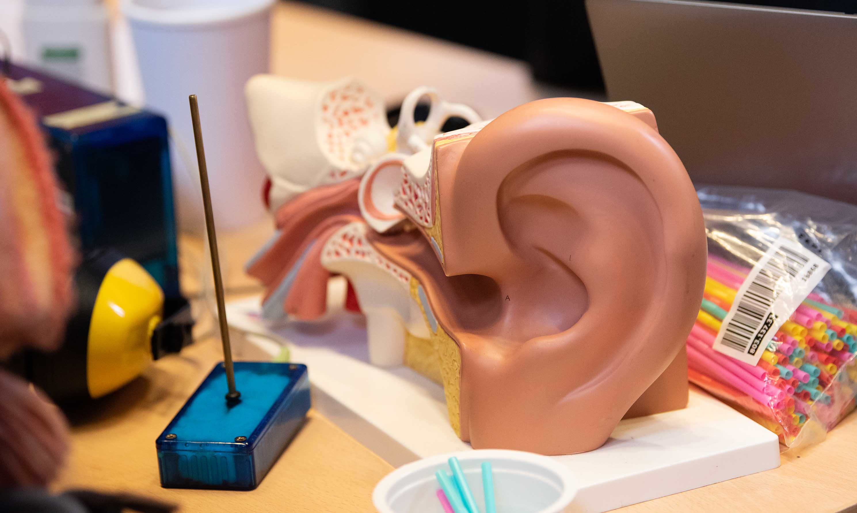 Human ear exhibition (replica)